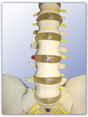 Rückenwirbel-Modell