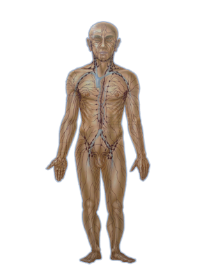 Lymphsystem des Körpers