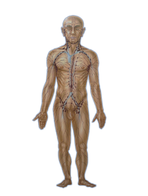 Lymphdrainage – Physiotherapie Heck Viersen-Dülken